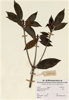 藏品(石榴花)的圖片